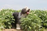 BEARDED COLLIE 021